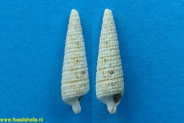 Cerithiopsis species