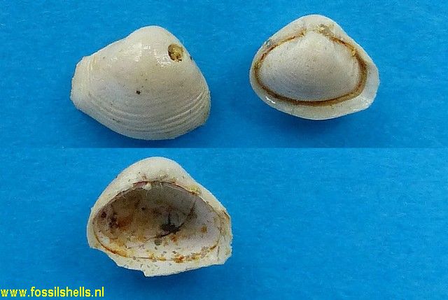 Corbula gibba