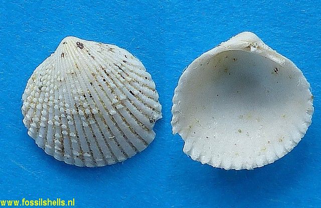 Cardium benoisti