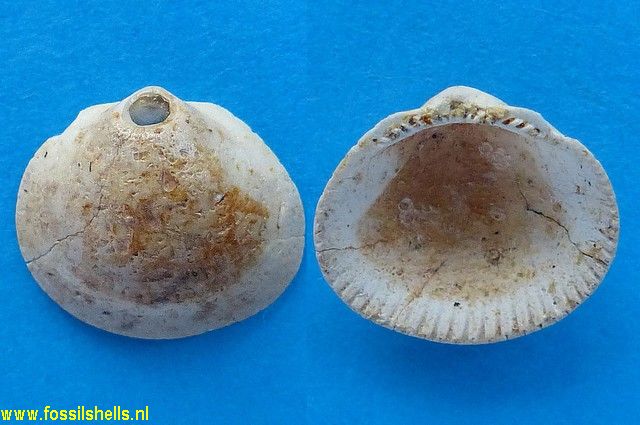 Glycymeris dollfusi