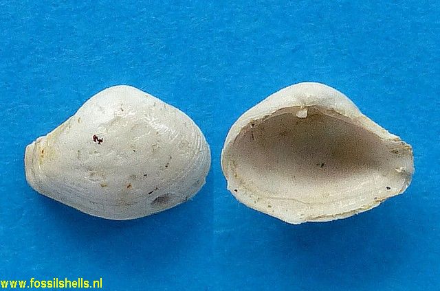 Corbula species