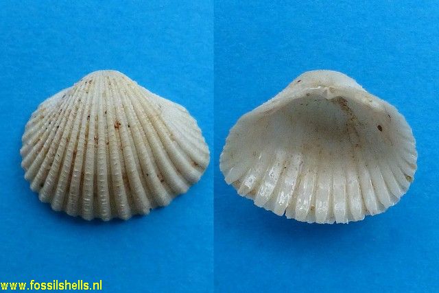 Cardium edule