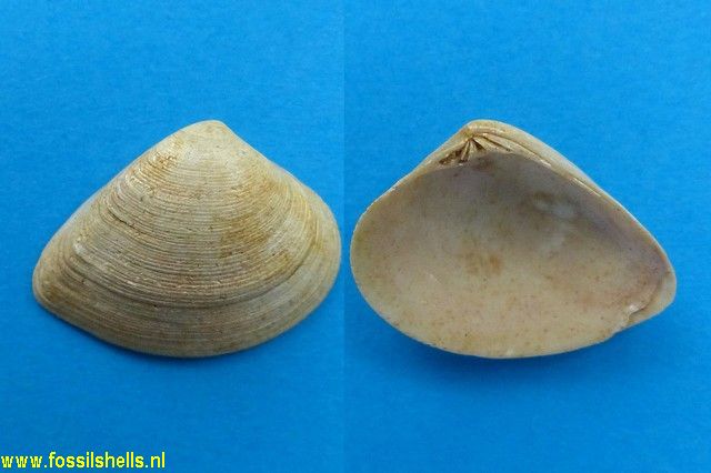 Meretrix paulinae