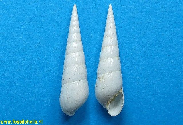 Margineulima fallax
