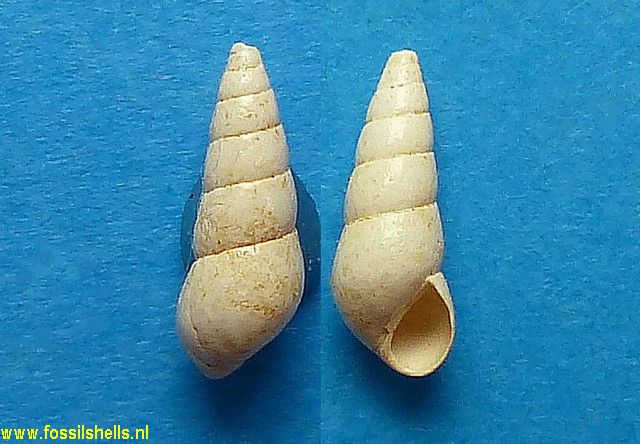 Bayania hordacea delibata