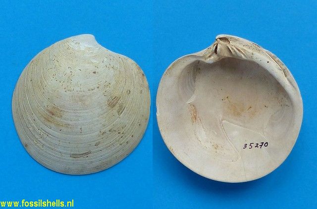 Dosinia acetabulum thori