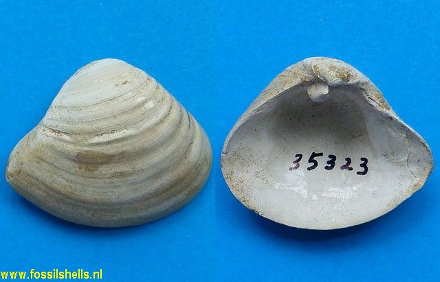 Bicorbula idonea