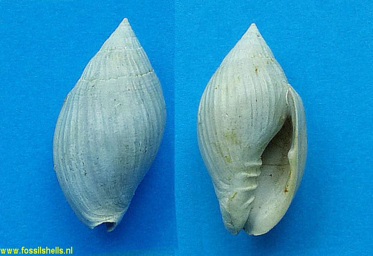 Lyria isabellae