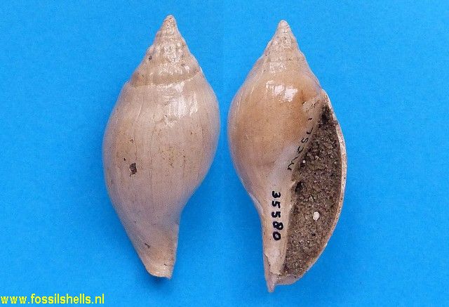 Scaphella virginiana