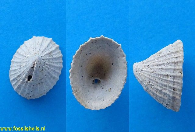 Puncturella nobilis