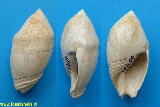 Ancilla glandiformis