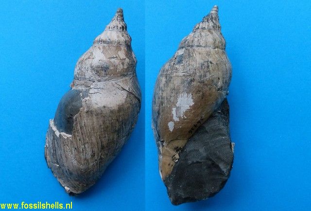 Alcithoe species