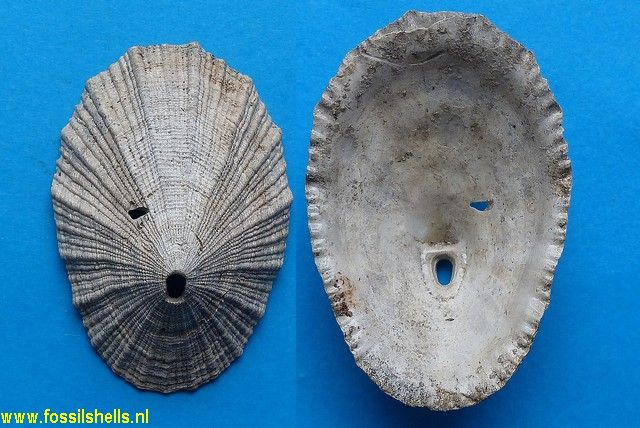 Diodora italica