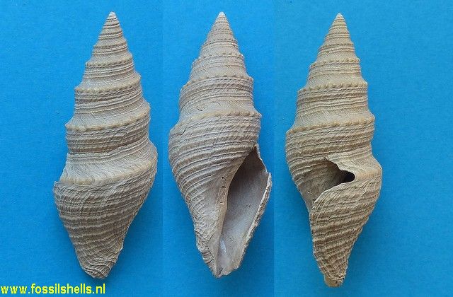 Bathytoma cataphracta