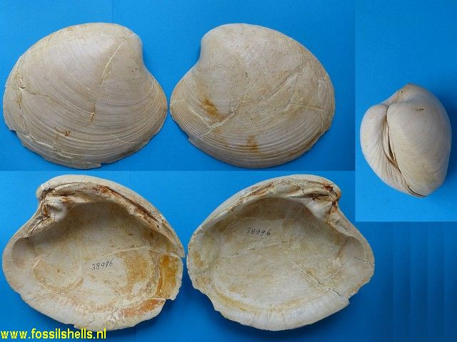 Arctica islandica rotunda