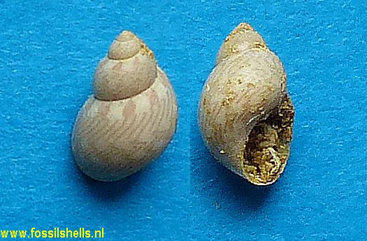 Tricolia species