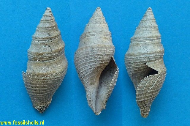 Bathytoma cataphracta