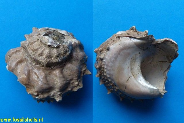 Astraea rugosa