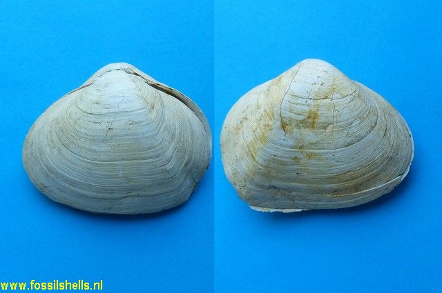 Gastrana papyracea