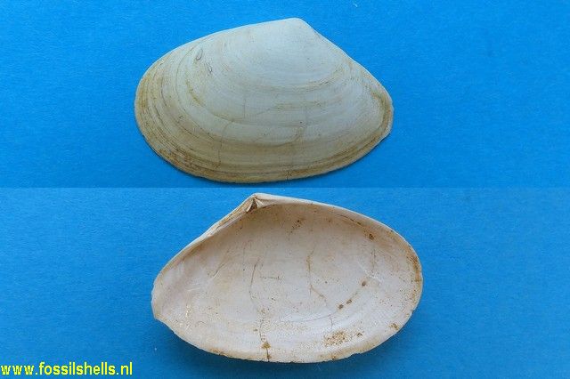 Macoma elliptica