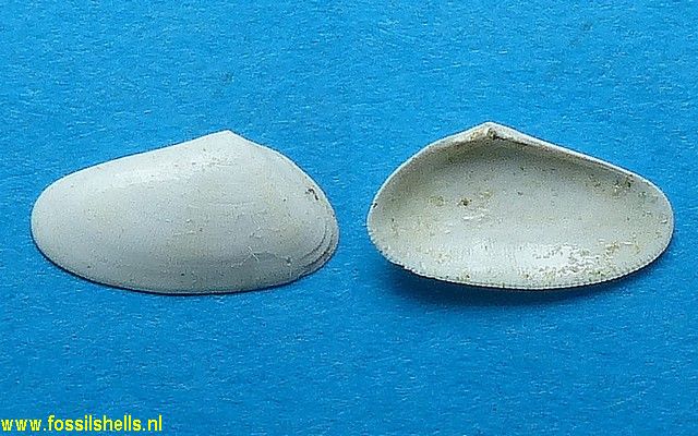 Tellina lineata