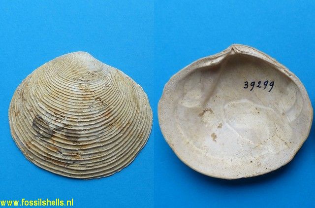 Arcopagia crassa