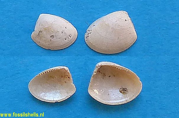 Nucula jeffreysi