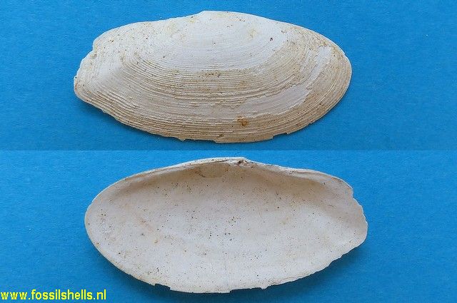 Gari uniradiata