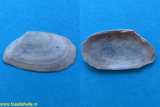 Tellina pulchella