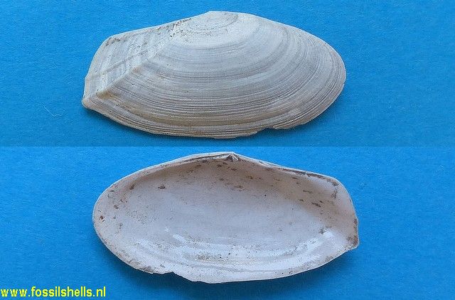 Gari uniradiata