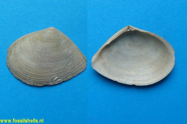 Tellina serrata