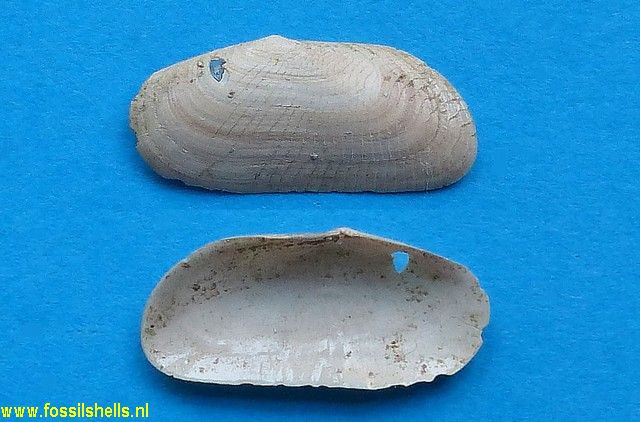 Solecurtus scopula