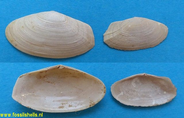 Gari uniradiata
