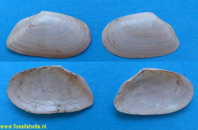 Tellina pulchella