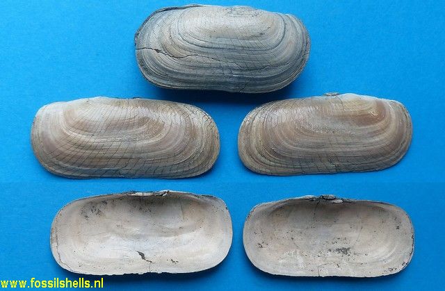 Solecurtus scopula 