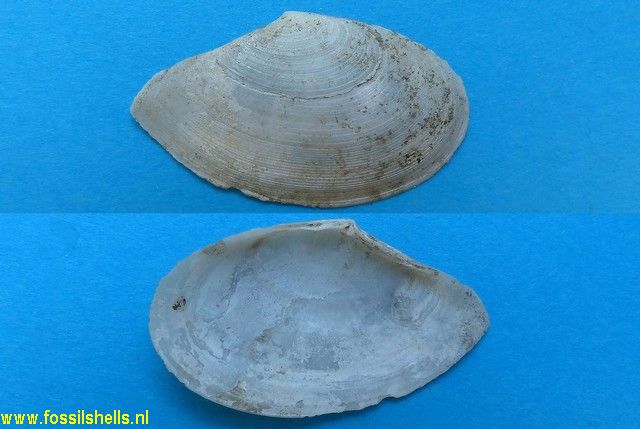Tellina incarnata