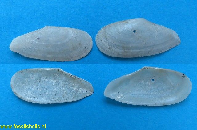 Tellina pulchella