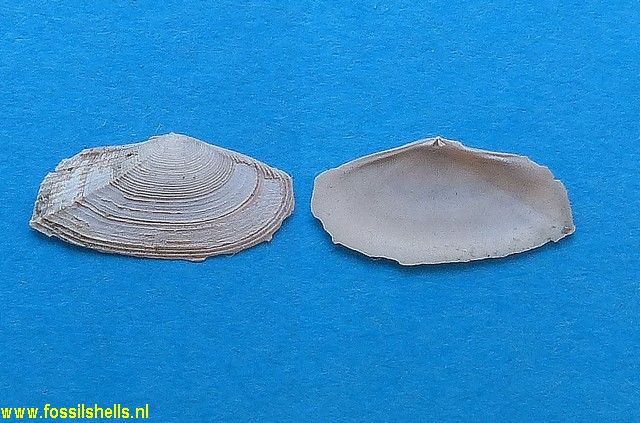 Gari uniradiata