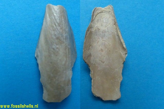 Pinna tetragona