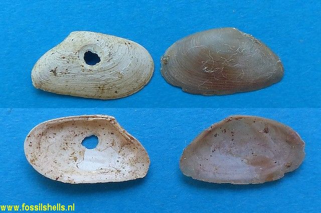 Tellina pulchella