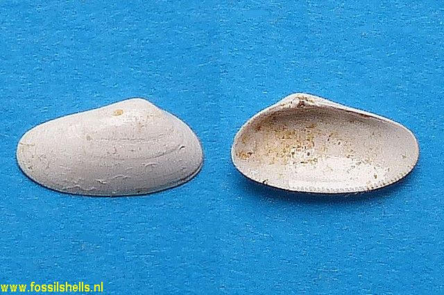 Donacilla cornea