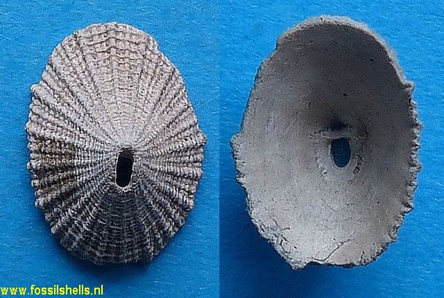 Diodora italica