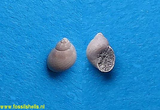 Tricolia species