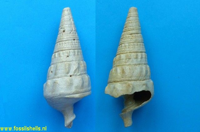 Campanile cornucopiae