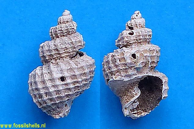 Marianarona alternata