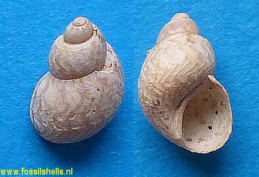 Tricolia pullus