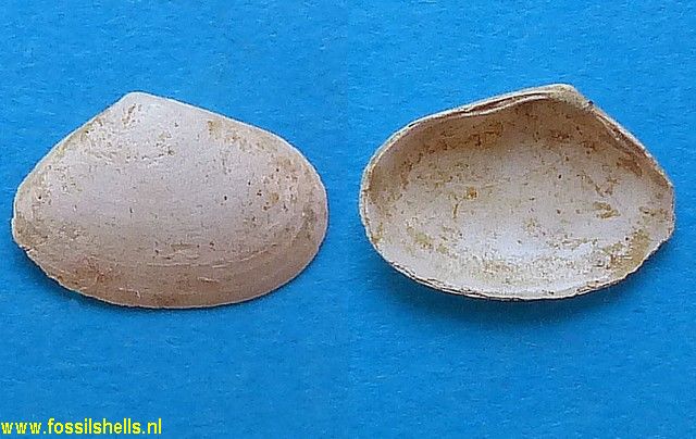 Abra longicallus