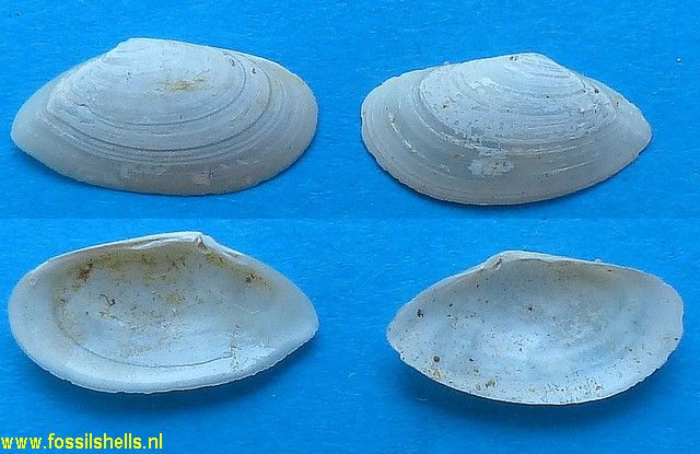 Tellina species