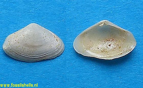 Ervillia species