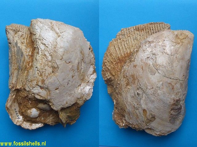 Isognomon maxillata